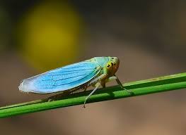 Attēlu rezultāti vaicājumam “Cicadella viridis female”