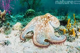 Image result for Octopus vulgaris