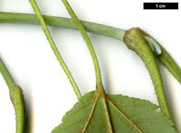 Attēlu rezultāti vaicājumam “Acer rufinerve fruit”