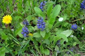 Attēlu rezultāti vaicājumam “Ajuga genevensis leaf”