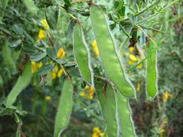 Attēlu rezultāti vaicājumam “Cytisus scoparius fruit”