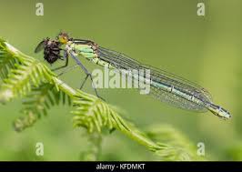 Attēlu rezultāti vaicājumam “Erythromma najas”