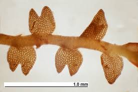 Attēlu rezultāti vaicājumam “Gymnocolea inflata”