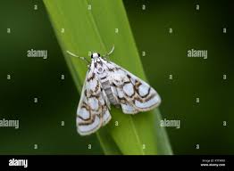 Attēlu rezultāti vaicājumam “Nymphula nitidulata”