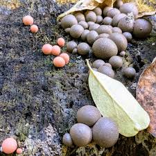 Attēlu rezultāti vaicājumam “Lycogala epidendrum aggr. macro”