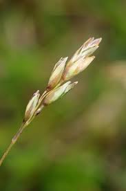 Attēlu rezultāti vaicājumam “Danthonia decumbens”