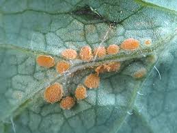 Attēlu rezultāti vaicājumam “Melampsora magnusiana”