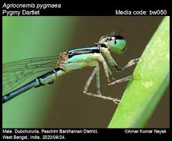 Attēlu rezultāti vaicājumam “Licea pygmaea macro”