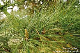 Attēlu rezultāti vaicājumam “Pinus sylvestris fruit”