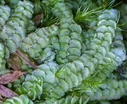 Attēlu rezultāti vaicājumam “Calypogeia integristipula”