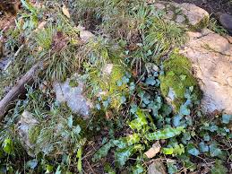 Attēlu rezultāti vaicājumam “Batrachium circinatum”