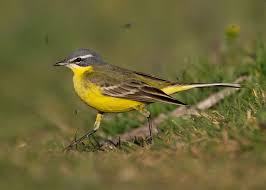 Attēlu rezultāti vaicājumam “Badhamia flavoglauca sessile”