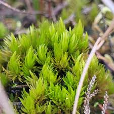 Attēlu rezultāti vaicājumam “Dicranum undulatum”