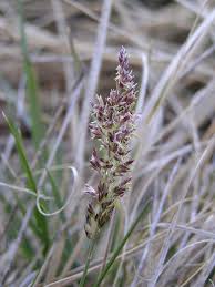 Attēlu rezultāti vaicājumam “Poa remota bud”