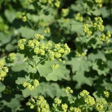 Attēlu rezultāti vaicājumam “Alchemilla subcrenata”