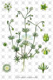 Attēlu rezultāti vaicājumam “Spergula morisonii”