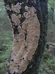 Attēlu rezultāti vaicājumam “Stereum rugosum”