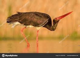 Attēlu rezultāti vaicājumam “Ciconia nigra adult”