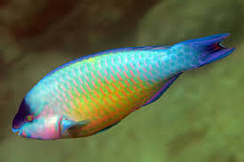 Image result for Scarus psittacus