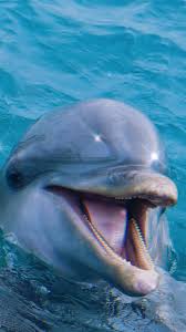 Image result for Petrus rupestris