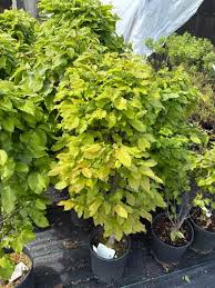 Attēlu rezultāti vaicājumam “Carpinus betulus”