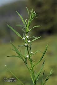 Attēlu rezultāti vaicājumam “Thesium alpinum”