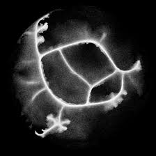 Attēlu rezultāti vaicājumam “Physarum daamsii sessile”