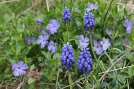 Attēlu rezultāti vaicājumam “Muscari neglectum flower”