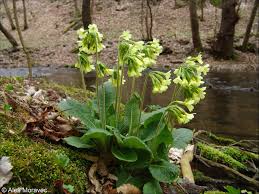 Image result for Primula elatior