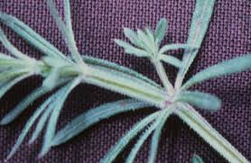 Attēlu rezultāti vaicājumam “Cribraria splendens stalked”