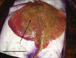 Image result for Raja radula