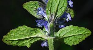 Attēlu rezultāti vaicājumam “Ajuga reptans bud”