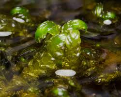 Attēlu rezultāti vaicājumam “Hamatocaulis lapponicus”