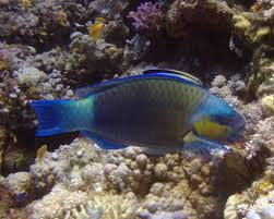 Image result for Chlorurus sordidus