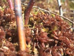 Attēlu rezultāti vaicājumam “Sphagnum magellanicum”