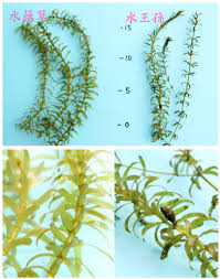 「水蘊草」的圖片搜尋結果