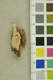 Attēlu rezultāti vaicājumam “Sidera lenis”