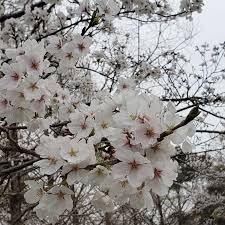 「香月さくら」の画像検索結果