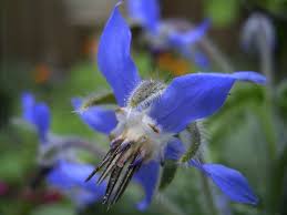 Image result for Borago officinalis