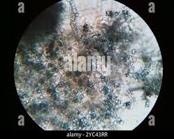 Attēlu rezultāti vaicājumam “Byssocorticium atrovirens”