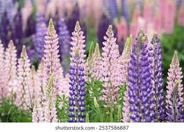Image result for Lupinen