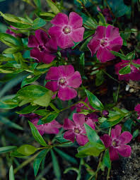 Attēlu rezultāti vaicājumam “Vinca minor”