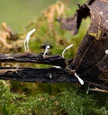 Attēlu rezultāti vaicājumam “Typhula setipes”