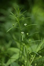 Attēlu rezultāti vaicājumam “Thesium ebracteatum”