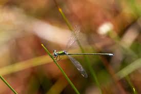 Attēlu rezultāti vaicājumam “Lestes virens”