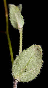 Attēlu rezultāti vaicājumam “Draba nemorosa fruit”