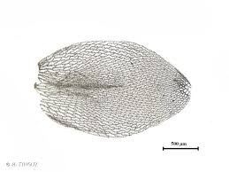 Attēlu rezultāti vaicājumam “Sphagnum centrale”