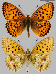 Attēlu rezultāti vaicājumam “Brenthis ino”