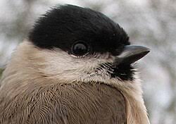 Attēlu rezultāti vaicājumam “Poecile palustris adult”