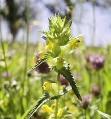 Attēlu rezultāti vaicājumam “Rhinanthus minor flower”